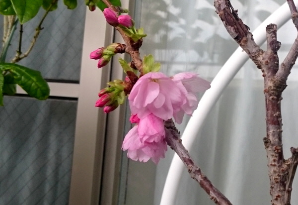 桜盆栽(1).JPG