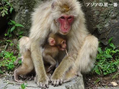 20160705 善光寺　野猿公苑18