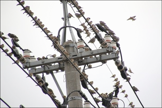 瑞樹団地-11 スズメにムクドリが混じってます GIF 16.1.9