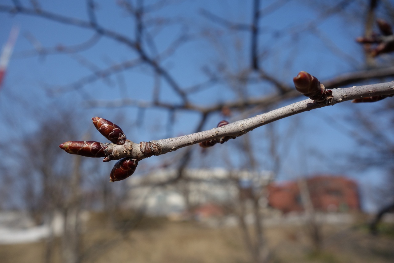 オホーツク　網走市　天都山　桜　１