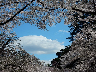 桜１７の２.JPG