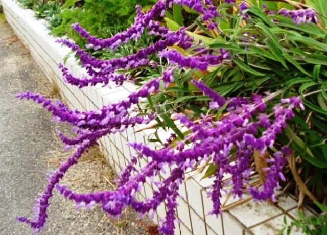アメジストセージの花 花と蕎麦とリハビリと 楽天ブログ アメジストセージの花 花と蕎麦とリハビリと 楽天ブログ