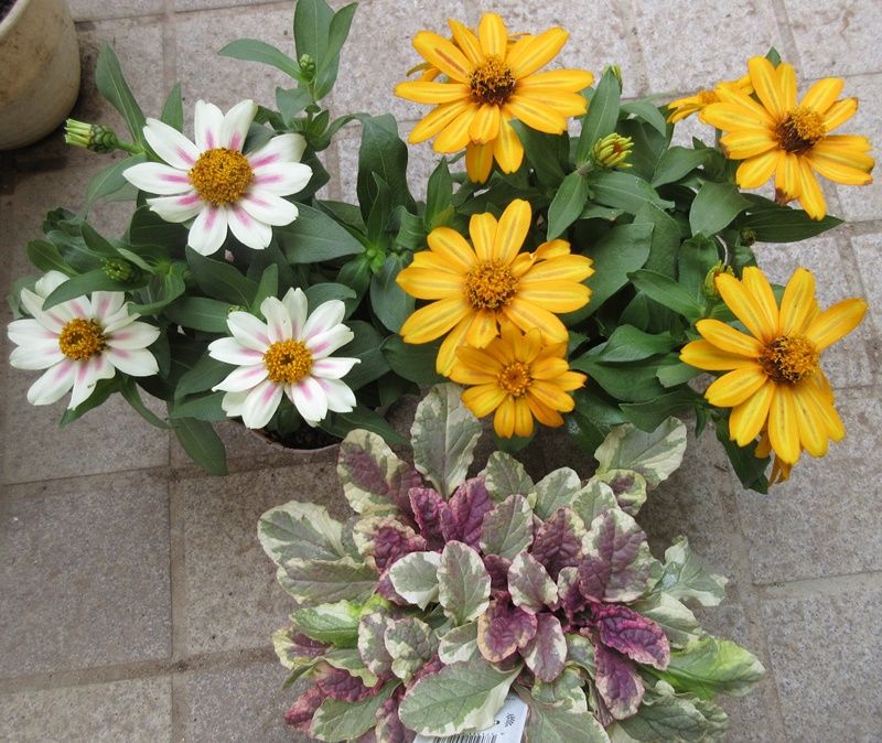 猛暑に強いお花を陽春園に探しに行きました 狭い庭を花いっぱいにする育て方 楽天ブログ