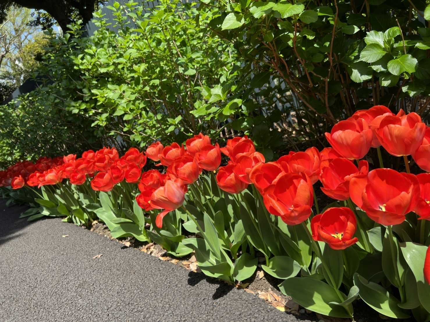 人生1度きり😆🌷楽々Happyママ