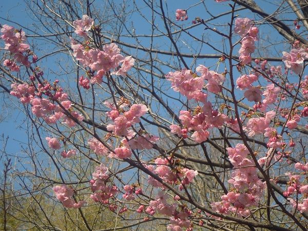 大山桜 写真俳句 Ryo 楽天ブログ
