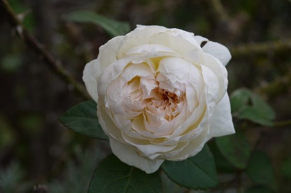 マルクアントンシャルポンティエ、キュートなバラ＆ボレロ、ふんわり素敵な香り♪ | バラの香る庭へようこそ～ - 楽天ブログ