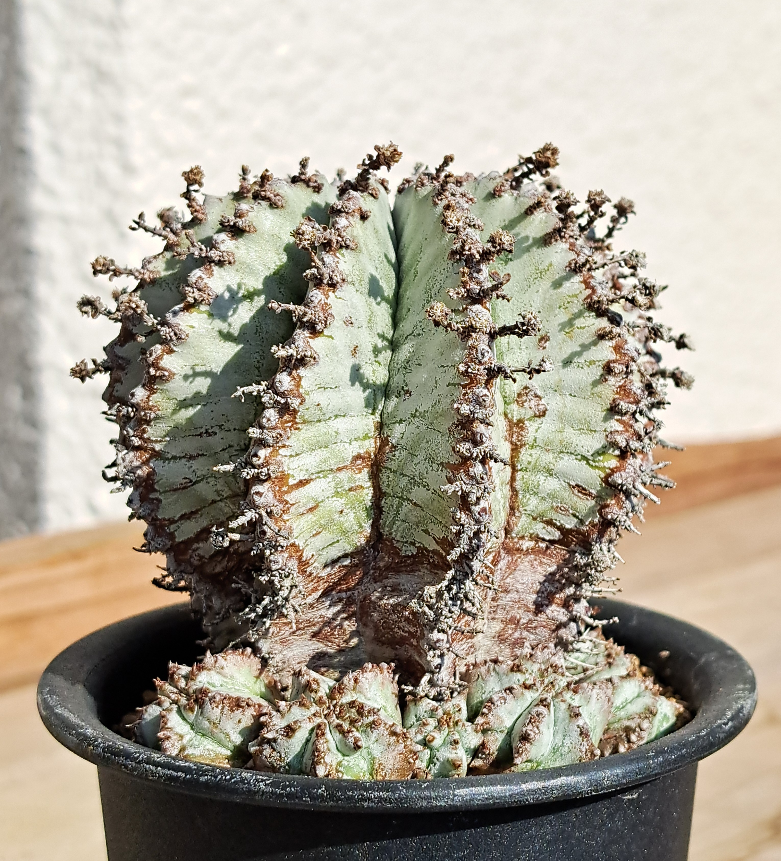 ユーフォルビア　オベサ　ぷっくり稜 11稜】多稜タイプ Euphorbia Obesa ユーフォルビア オベサ