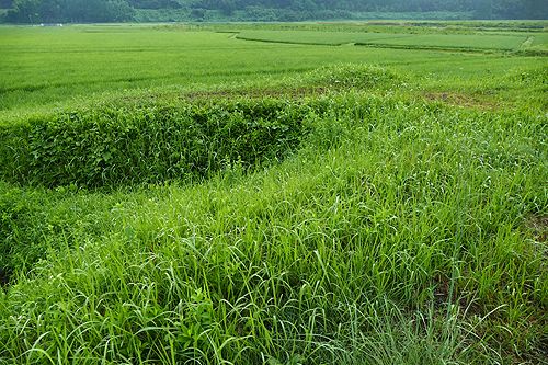 夏の田んぼのあぜは虫たちの天国 元ペンションダイアリーブログ 熊本地震被災から全録 あの日がなければ 楽天ブログ