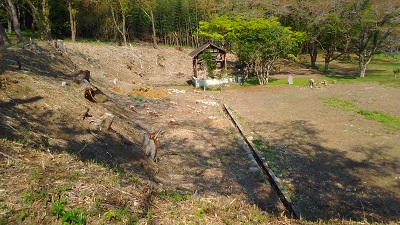 桜並木の右側