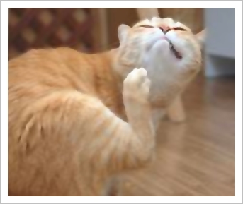 かゆいねこ