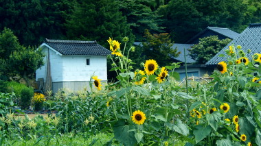 向日葵と蔵　7.25　2016　ｐ