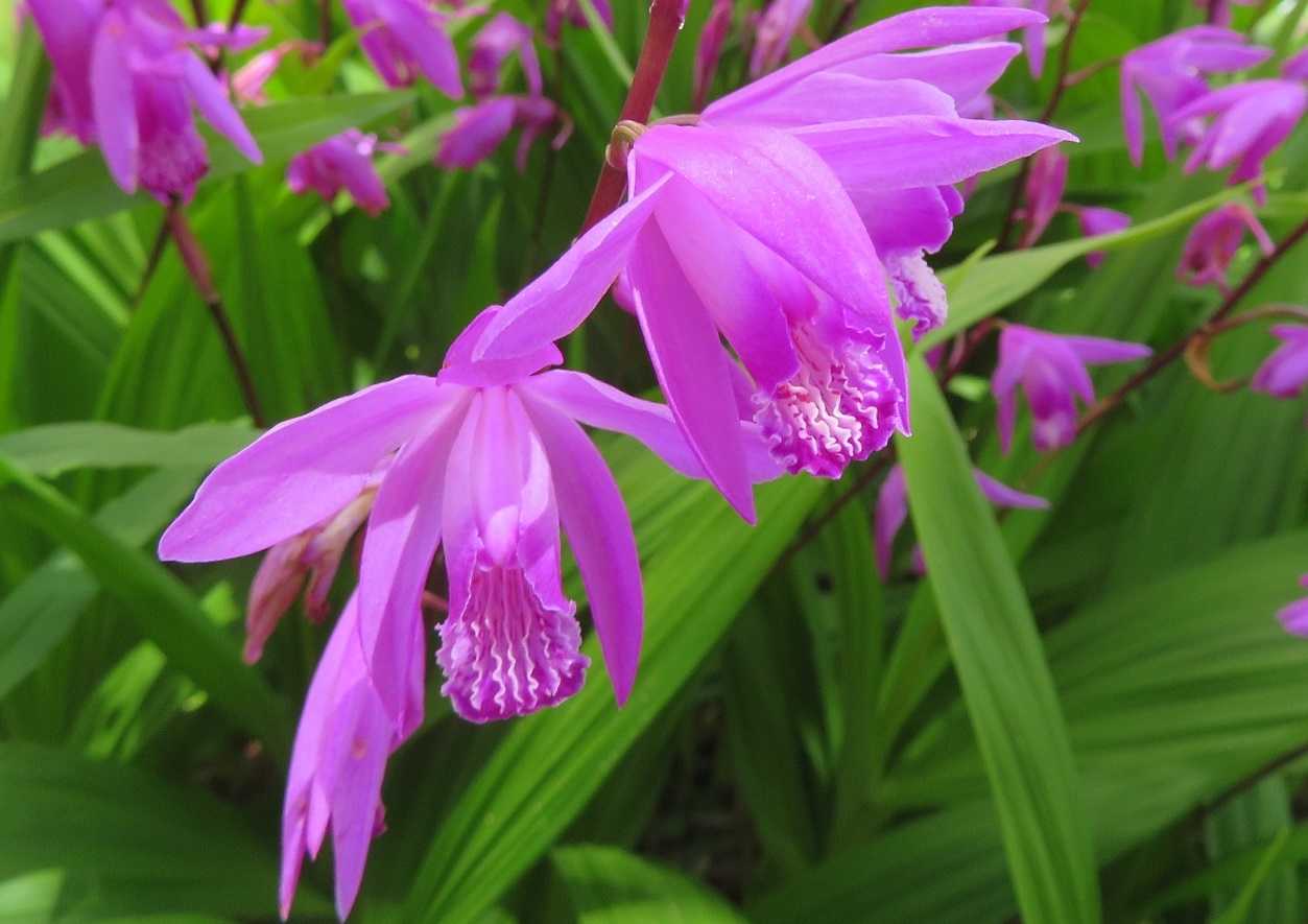 9ページ目の 私の趣味 花の写真撮影 だい のひとりごと 楽天ブログ