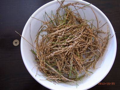 ２０１２年の収穫した米.JPG