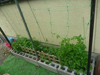 P1100891.jpg