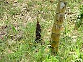 IMG_2375.JPG
