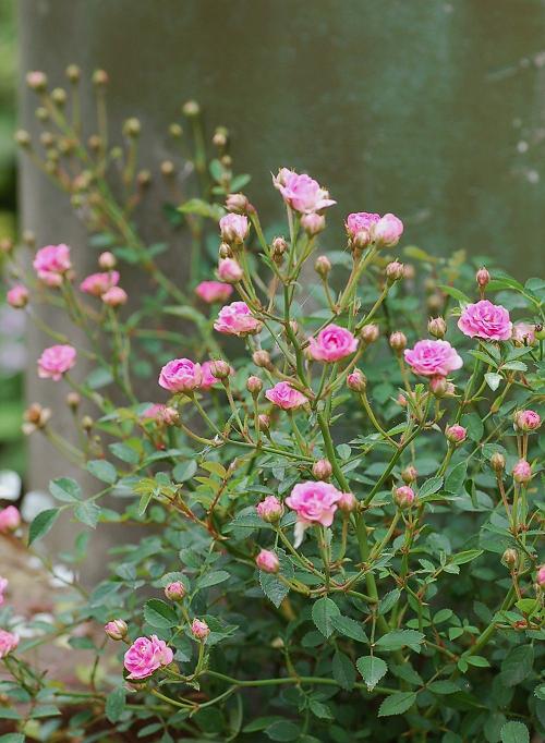 DSC_0856.JPG