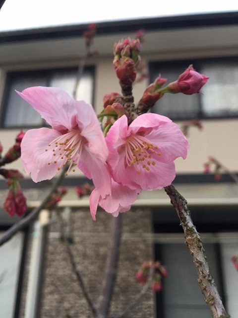 陽光桜開花！.jpg
