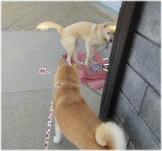 トムちゃん毛布1.jpg