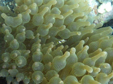 串本磯採集2017年7月下旬後半29　クマノミ（Amphiprion clarkii）の幼魚とサンゴイソギンチャク