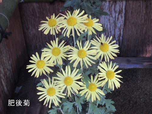 肥後菊花壇