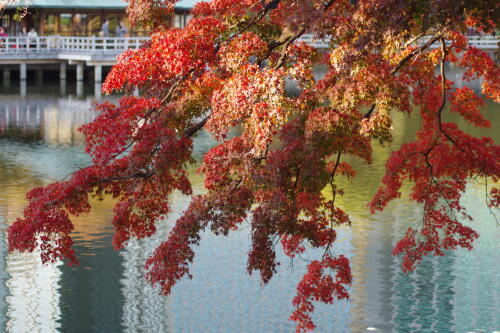 浜離宮恩賜庭園の紅葉