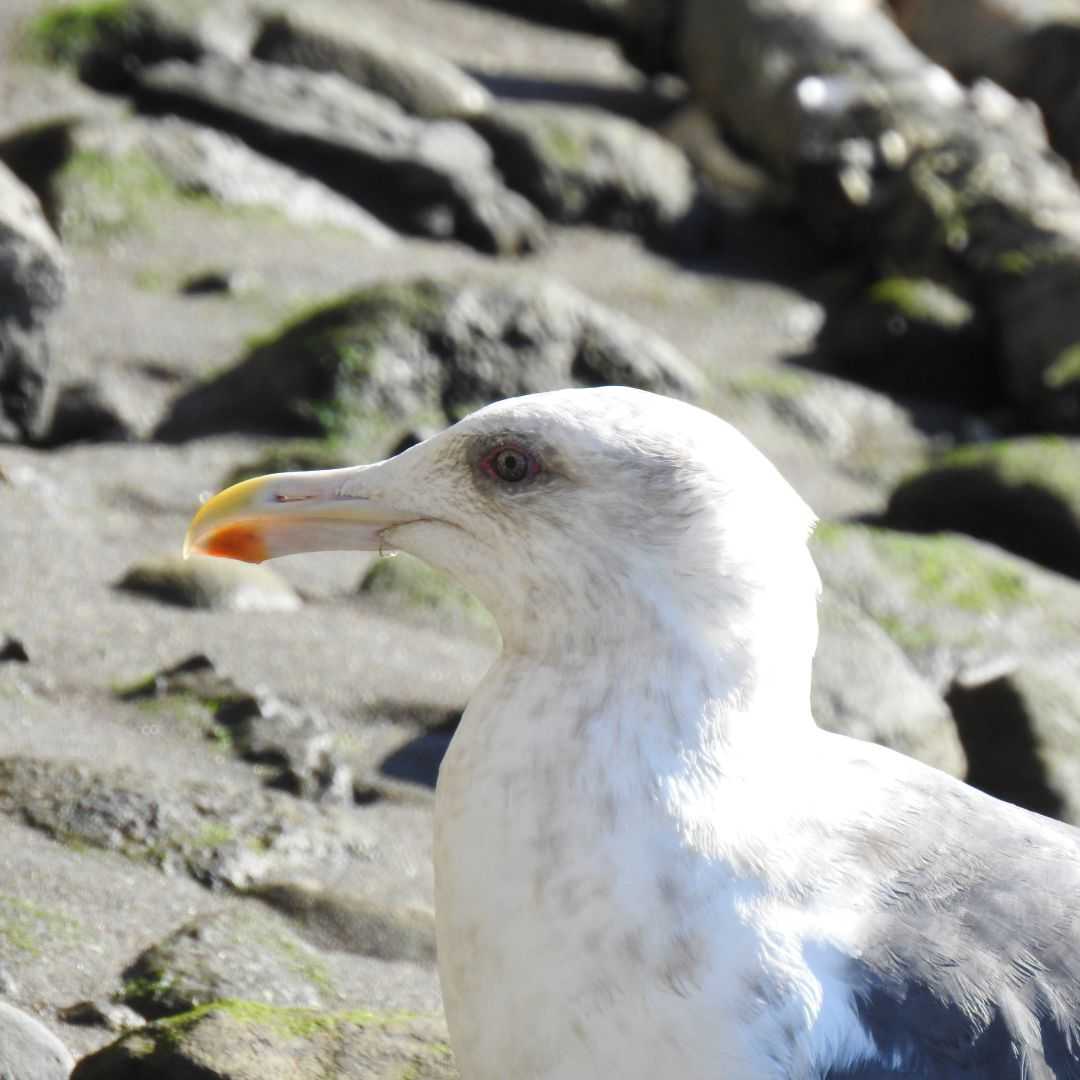 ニシセグロカモメ 亜種ヒューグリンカモメ と考えた個体 野性の大田区 東京都大田区自然探訪記 楽天ブログ