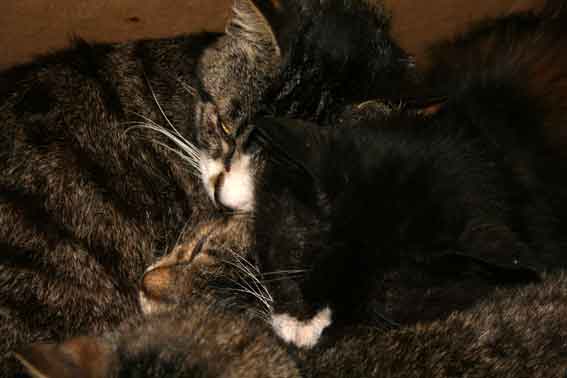 我が家のニャンコ♪2013/4/25-3