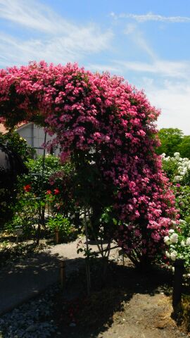 rblog-20150604212344-02.jpg