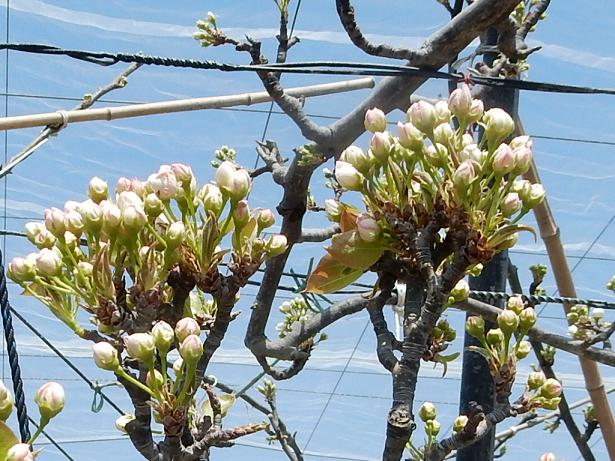 梨の花