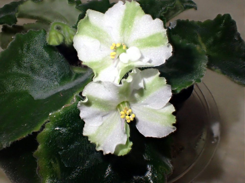 セントポーリア　Zaca's ette 初開花株 縞花 セントポーリア Zaca's Georgette 初開花株 縞花 - メルカリ