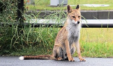 20170524キツネ