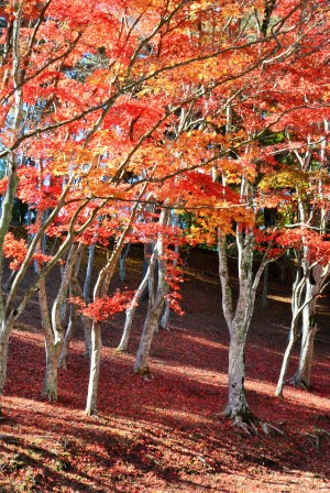 修善寺自然公園