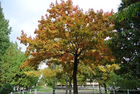 近所の公園