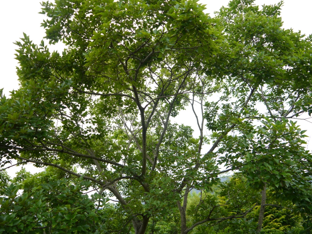 【散歩・草花記】エノキ（榎）/五輪ニュースの影に | ワルディーの京都案内 - 楽天ブログ
