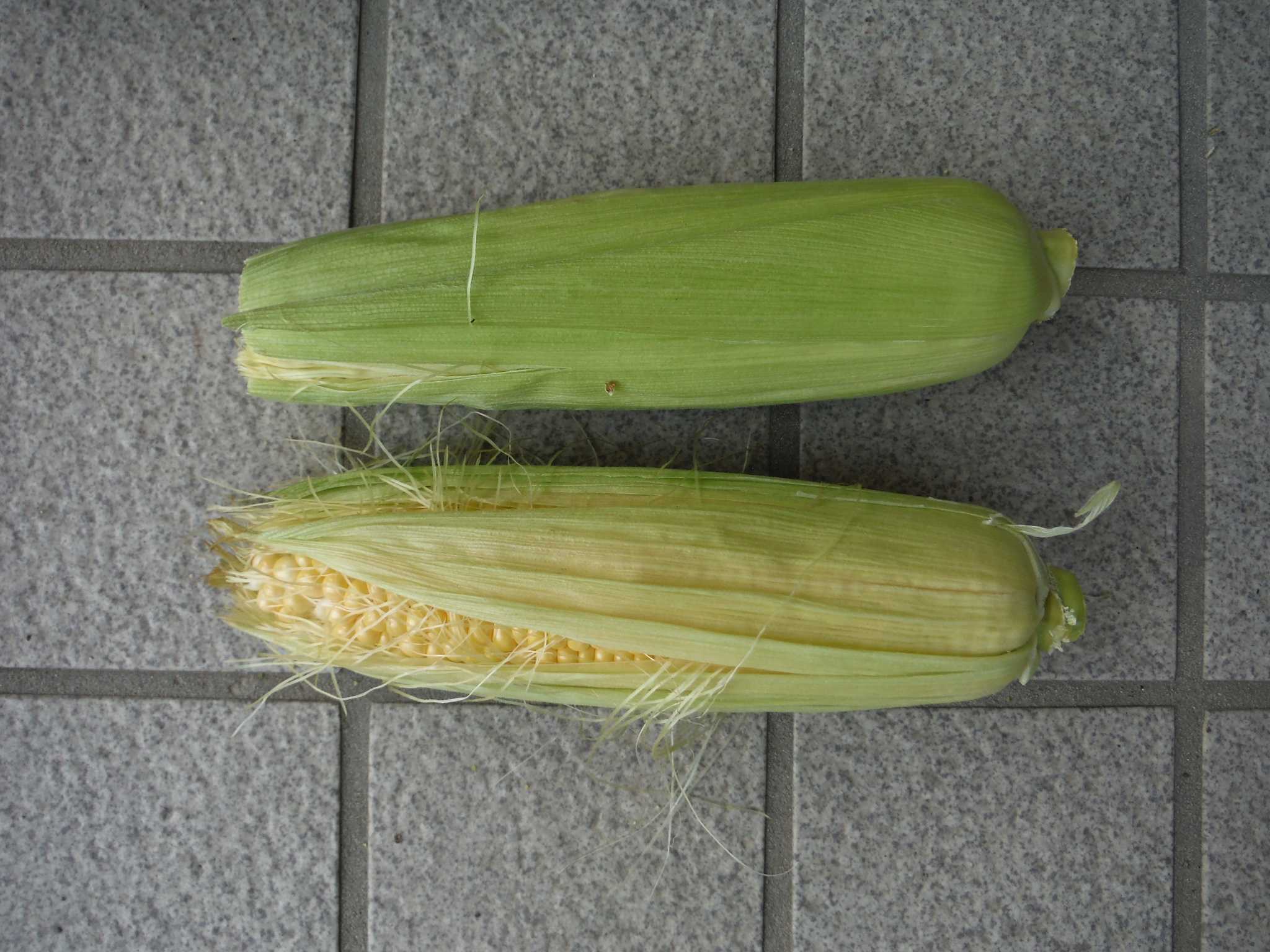 トウモロコシ、試し採り & 第2弾は、バサバサ受粉~!! | 喜寿夫婦のおだやか菜園日和 - 楽天ブログ