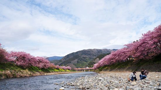 桜１