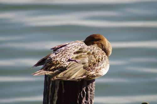 洗足池の野鳥