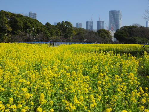 浜離宮恩賜庭園の菜の花