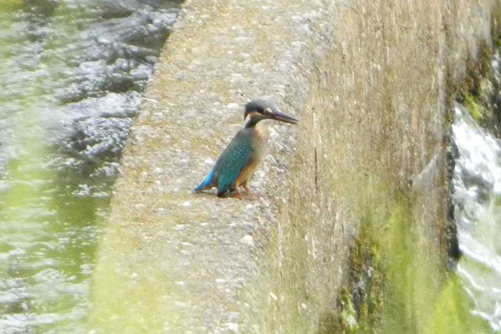 515