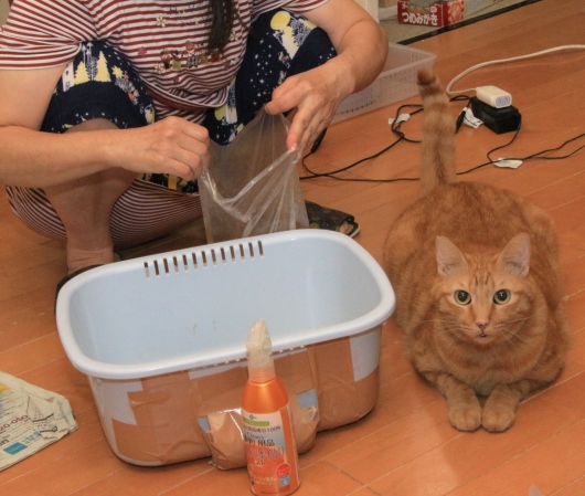 20160726ﾛﾝ02.jpg