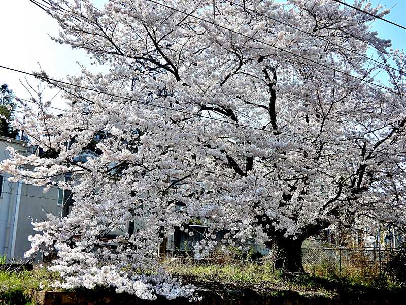 踏切の桜3