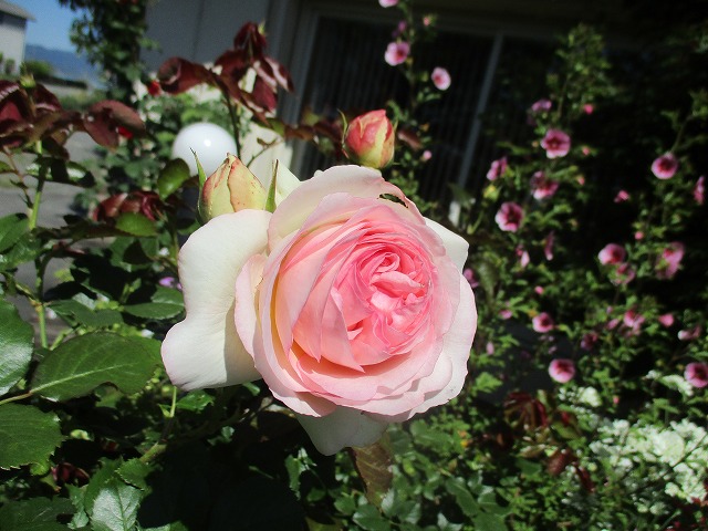 IMG_3957ss.jpg