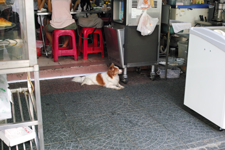 犬.jpg