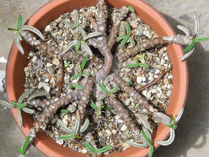 シリンドリフォリア7-18ｰ1