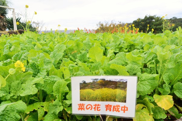 伊豆四季の花公園　伊豆高原　パルテール撮影