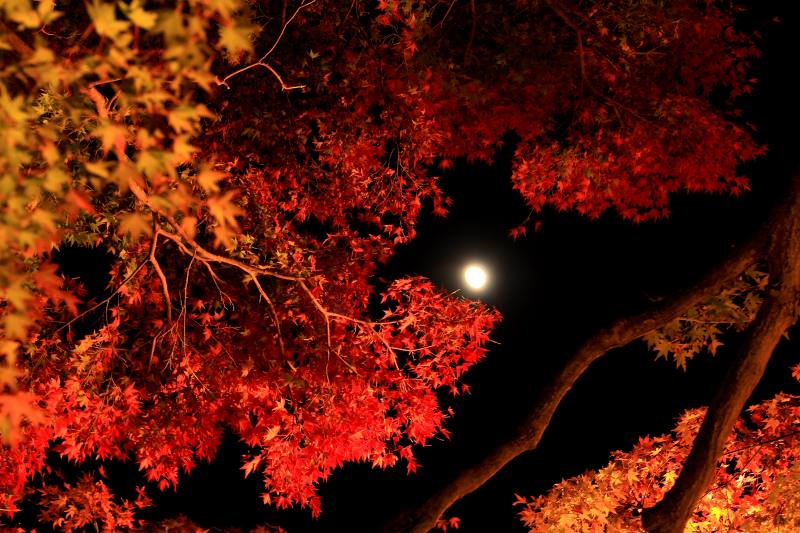 勝尾寺_8-7・ライトアップ紅葉と宵月.jpg