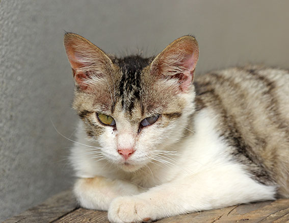 我が家のニャンコ♪2014/06/20-2