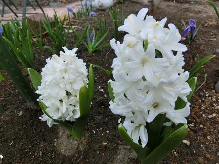 白のヒヤシンス