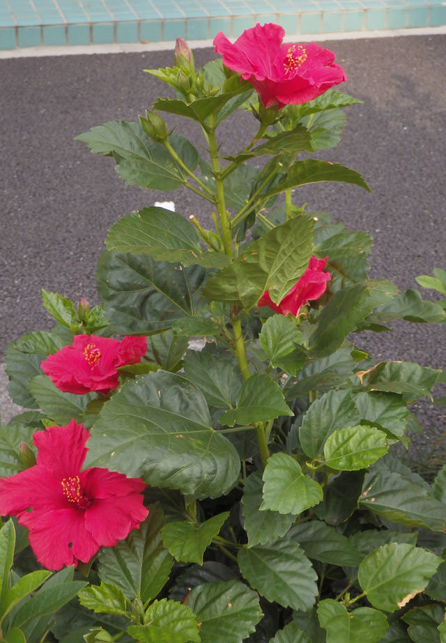 20151113ハイビスカス3.jpg