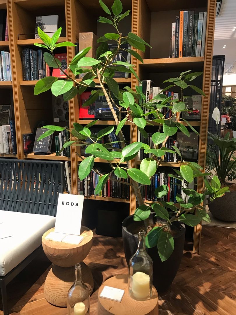 ふるさと納税でおすすめの「観葉植物」 | 戦略買物日記 strategic shopping diary - 楽天ブログ